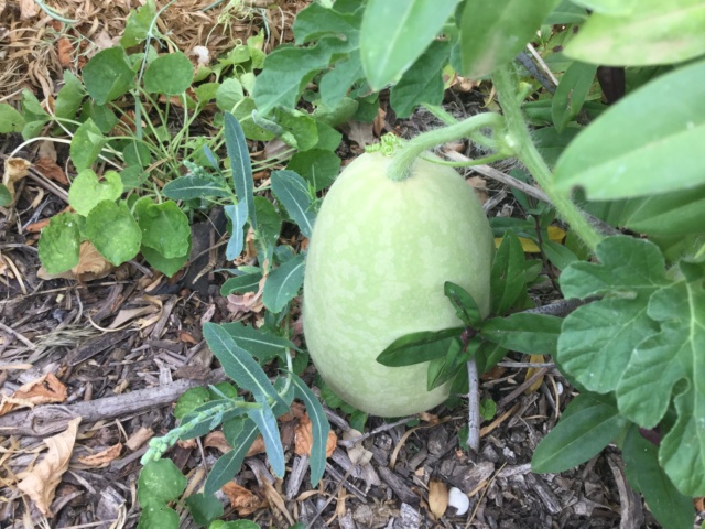 Légumes 2018 /2019 / 2020 à cazo - Page 2 Bb9b2e10