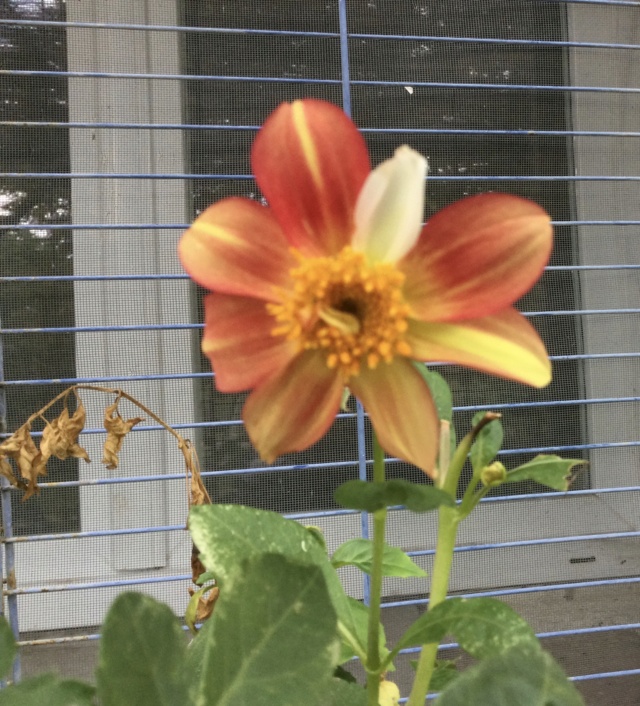 Dahlia - Page 43 Bcb95610