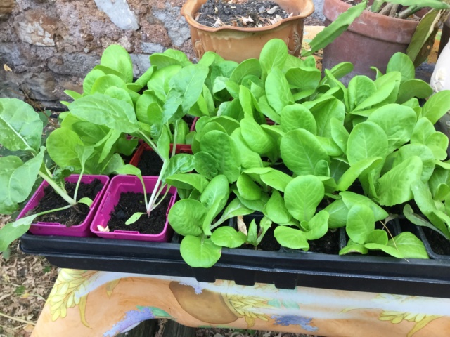 Légumes 2018 /2019 / 2020 à cazo - Page 9 Cc153e10