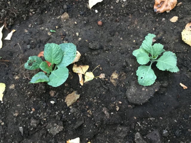 Légumes 2018 /2019 / 2020 à cazo - Page 3 De7e0910