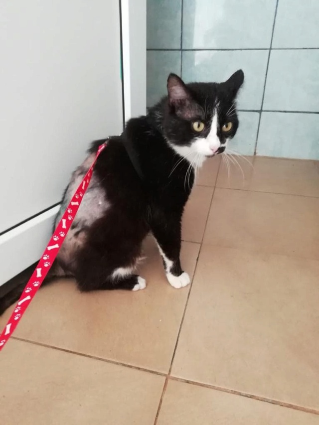 NIKO - chat mâle, né environ en mai 2019 - CLINIQUE DE MIRCEA (Roumanie) - ADOPTE EN ALLEMAGNE 19301310
