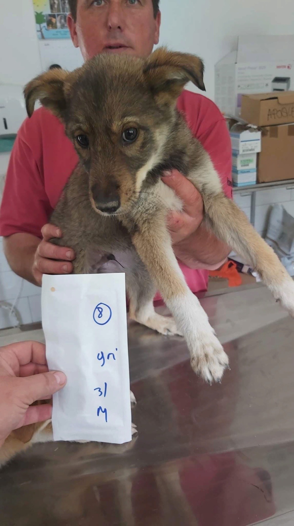 MILO (ex ORLANDO) - chiot mâle, typé chien loup, de taille moyenne à grande à l'âge adulte - né environ en mars 2021 - REMEMBER ME LAND - Adopté par Iléana (Belgique)  19702910