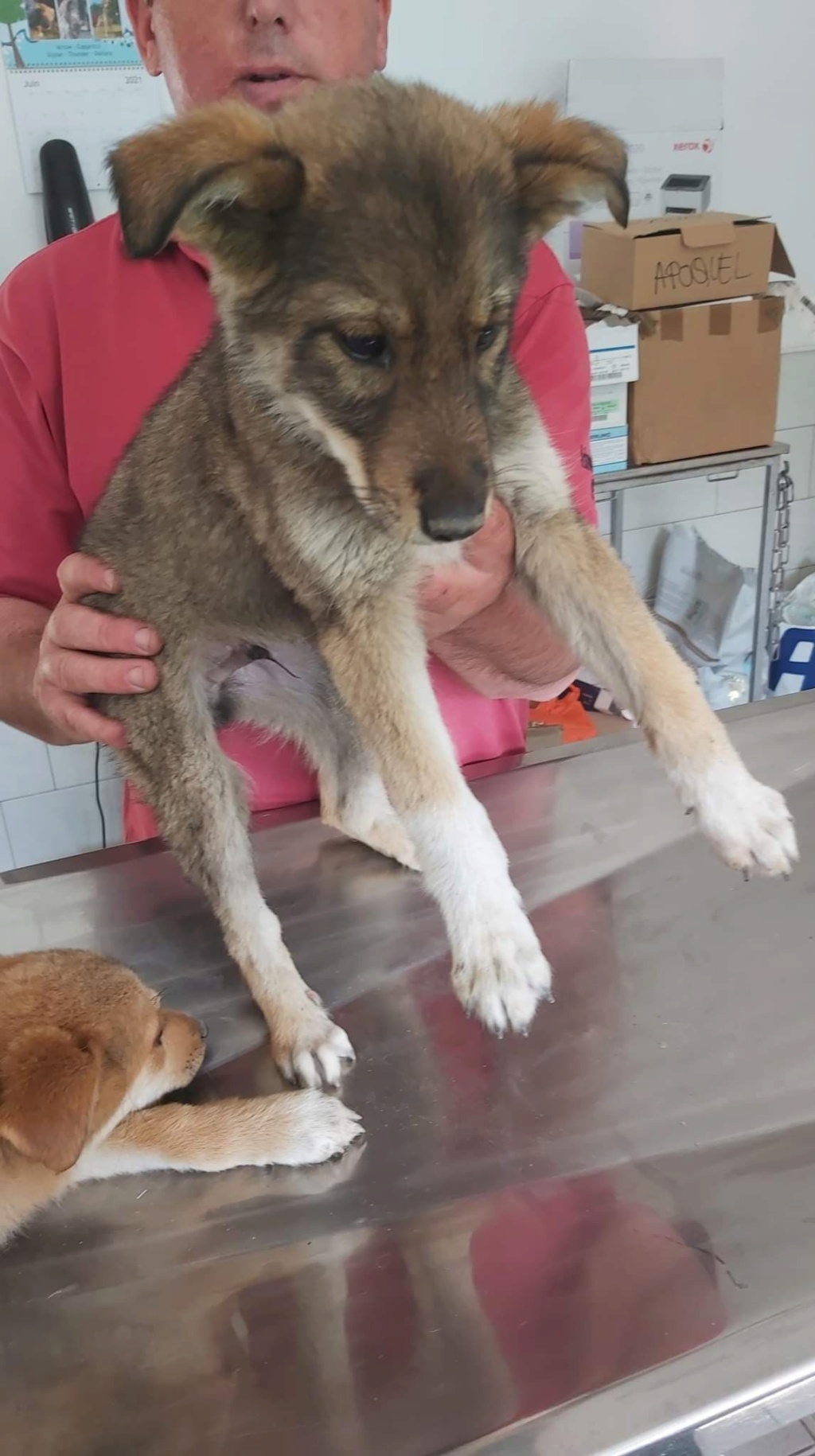 MILO (ex ORLANDO) - chiot mâle, typé chien loup, de taille moyenne à grande à l'âge adulte - né environ en mars 2021 - REMEMBER ME LAND - Adopté par Iléana (Belgique)  19710612