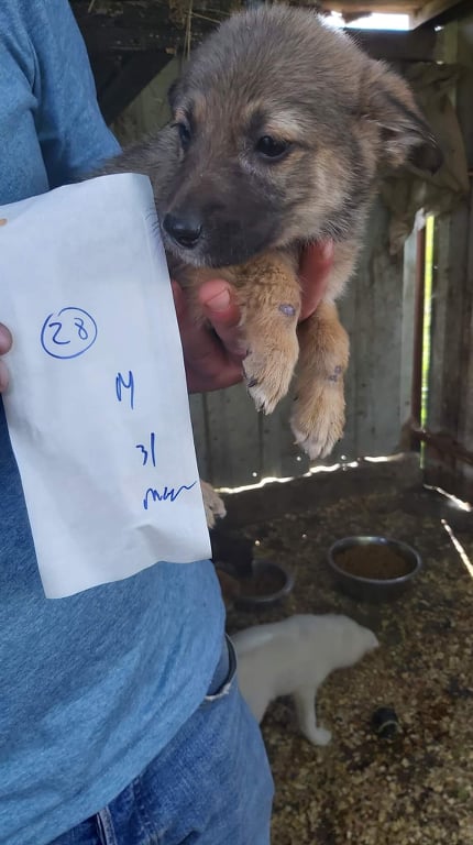 SAMY (ex MURRAY) - chiot mâle, de taille petite à moyenne à l'âge adulte - né environ en mars 2021 - Adopté par Camille (69)  19921010