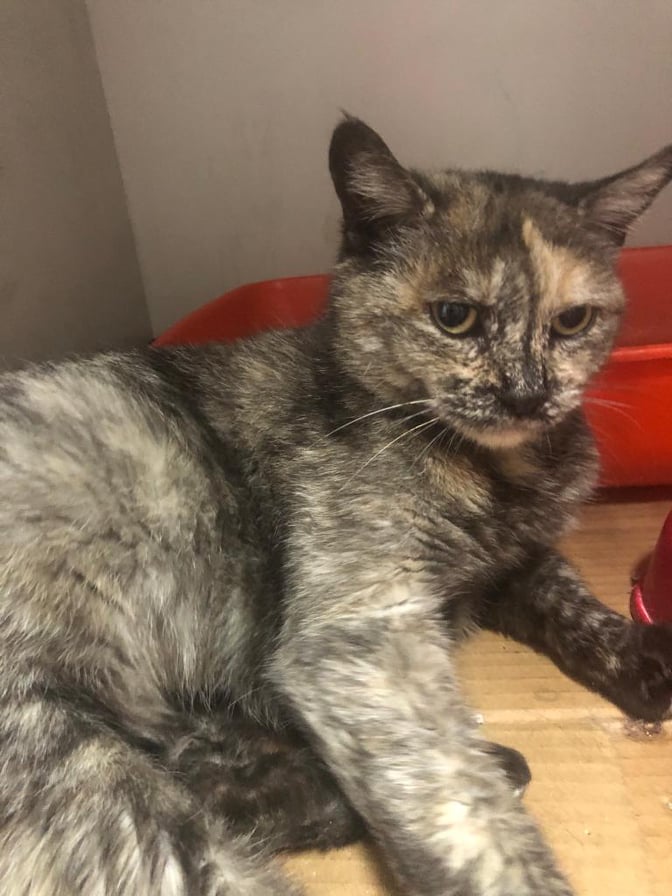 ISABEL - chat femelle, née environ en juin 2018 - À la clinique de Mircea (Roumanie) - ADOPTEE EN ALLEMAGNE 20177210