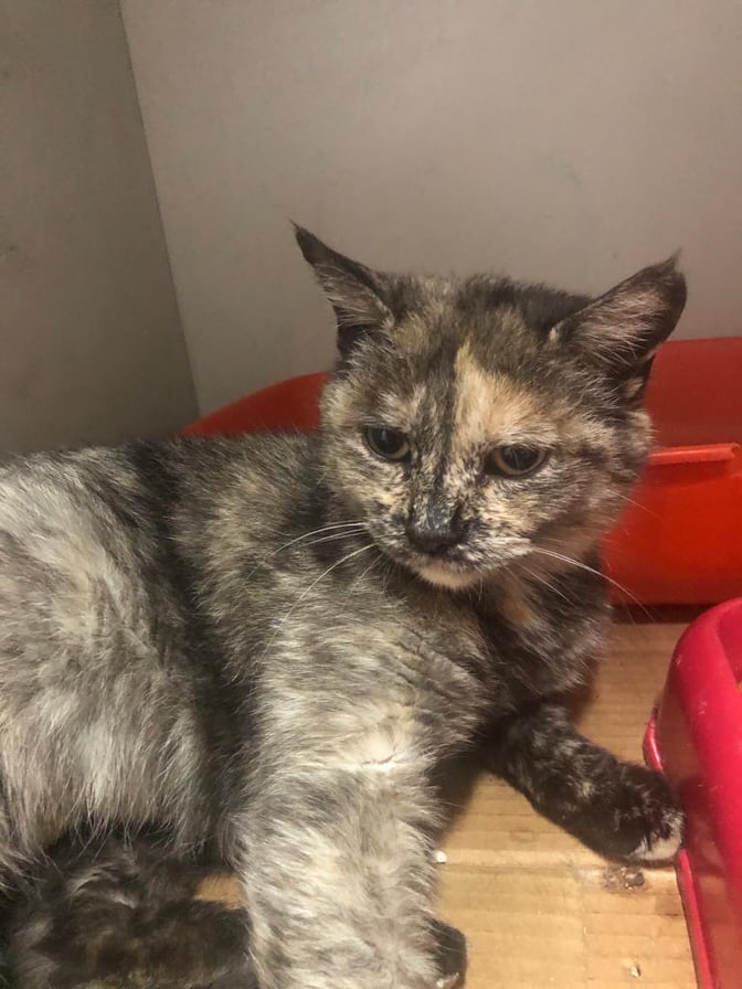 ISABEL - chat femelle, née environ en juin 2018 - À la clinique de Mircea (Roumanie) - ADOPTEE EN ALLEMAGNE 20520810