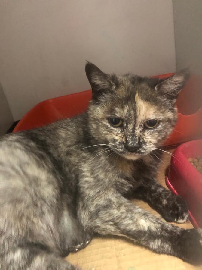 ISABEL - chat femelle, née environ en juin 2018 - À la clinique de Mircea (Roumanie) - ADOPTEE EN ALLEMAGNE 20589210