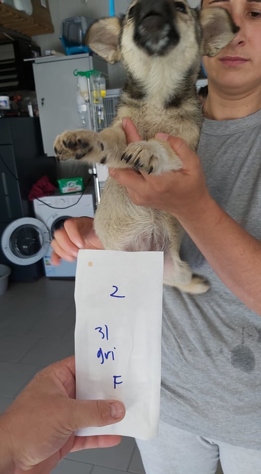 SANARY - chiot femelle , de taille petite à moyenne à l'âge adulte - née environ en avril 2021 - REMEMBER ME LAND - Adoptée par Jean François (59)  21252410