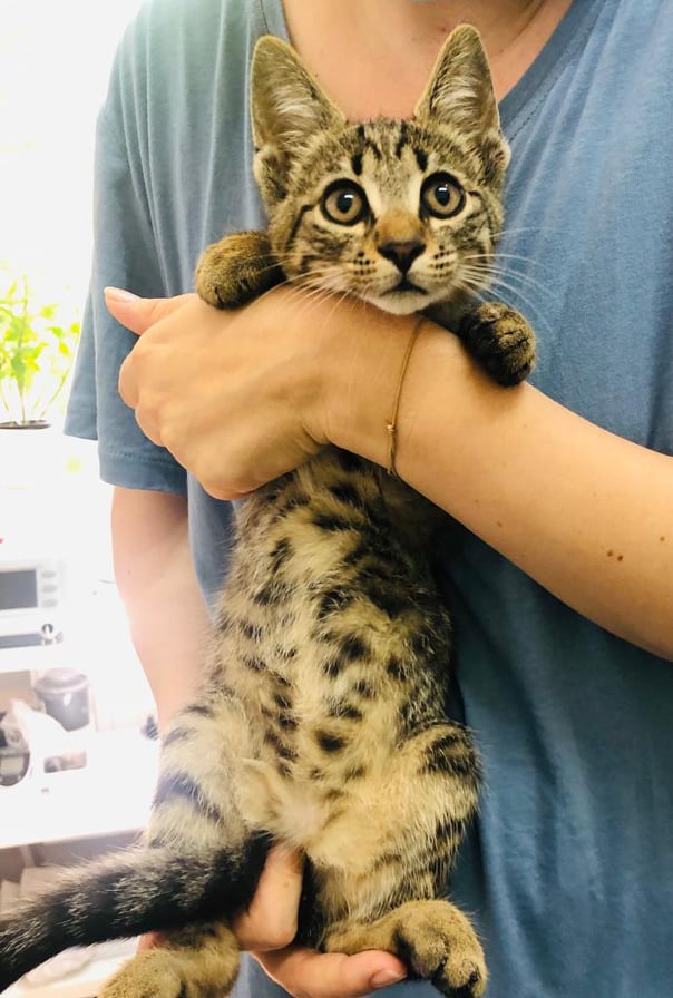 BRETZEL - chaton mâle, né environ en mars 2021 - Adopté par Flavie et Sami (13)  21438912