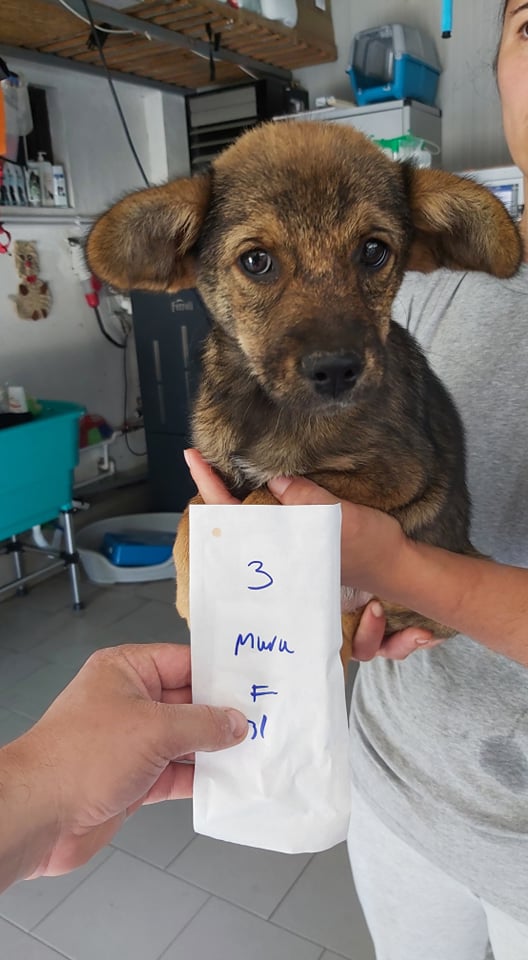 PIPA (ex KISS) - chiot femelle , de taille petite à moyenne à l'âge adulte - née environ en avril 2021 - REMEMBER ME LAND - Adoptée par Ana (13)  21451210