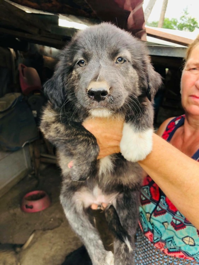 NYMPHEA - chiot femelle , de taille petite à moyenne à l'âge adulte - née environ en avril 2021 - Adoptée par Dacil Coral (13)  21739810