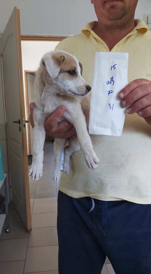 YOSSY - chiot femelle, de taille petite à moyenne à l'âge adulte - née environ en avril 2021 - REMEMBER ME LAND - Adoptée par Martine (57)  21820510