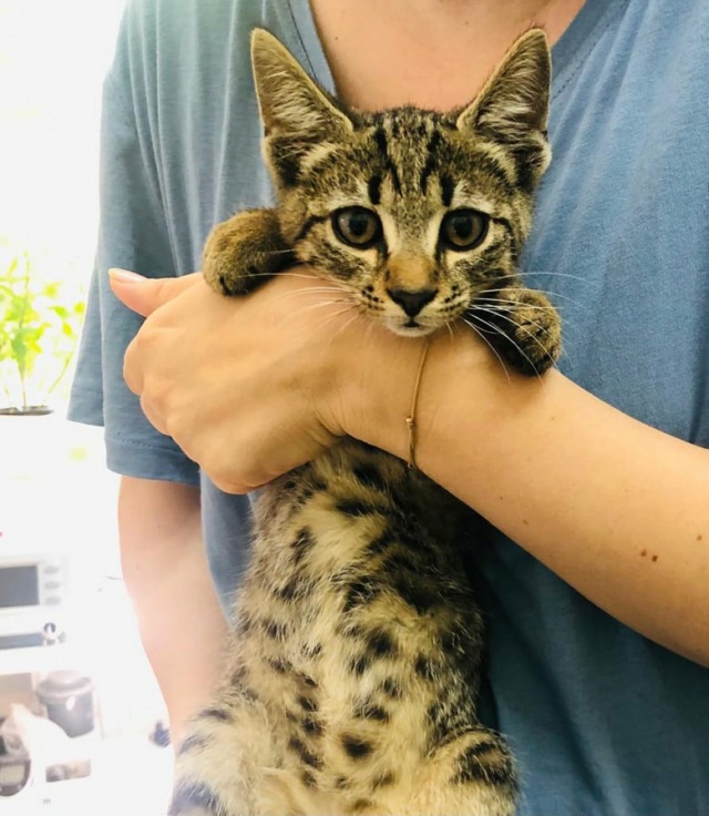 BRETZEL - chaton mâle, né environ en mars 2021 - Adopté par Flavie et Sami (13)  21860411