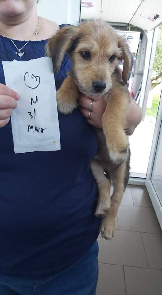 BUZZ (ex BENTLEY) - chiot mâle, de taille petite à moyenne à l'âge adulte - né environ en avril 2021 - REMEMBER ME LAND - Adopté par Nicolas et Loïc (75)  23018210