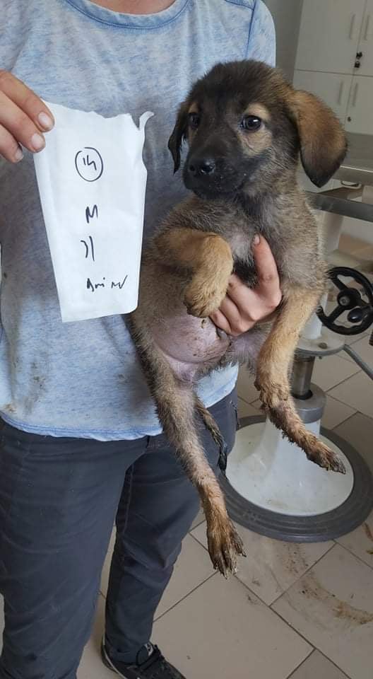 TORONTO - chiot mâle, de taille moyenne à l'âge adulte - né environ en avril 2021 - REMEMBER ME LAND - Adopté par Margo et Mickaël (84)  23454811