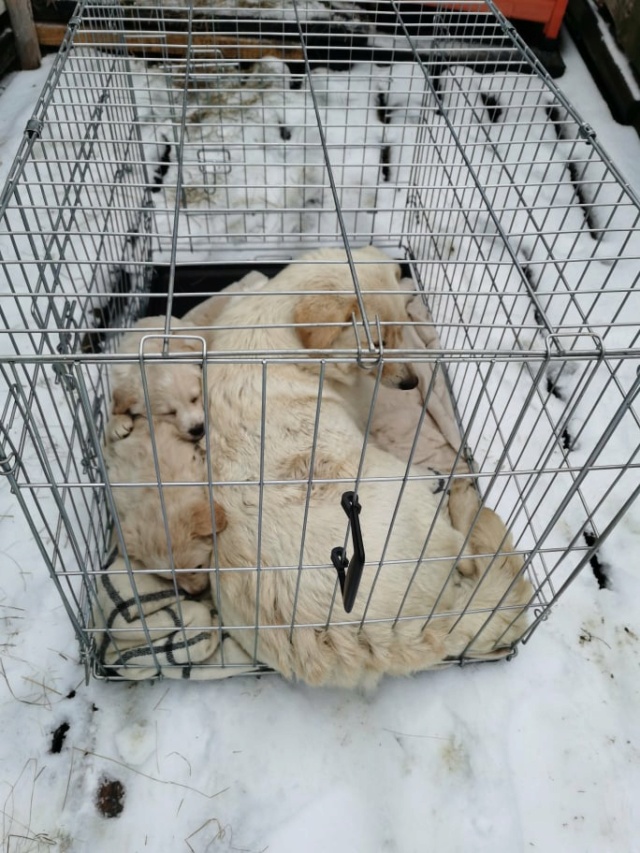 BIANCA (ex ALMA) - femelle, de taille moyenne - née environ en janvier 2017 (Tergu Neamt) - REMEMBER ME LAND - Adopté par Sarah (Belgique) 23458710