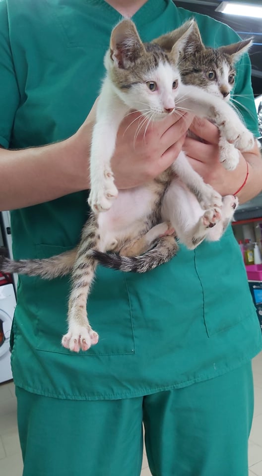 SOOKI (ex LASPALINE) - chaton femelle, née environ en avril 2021 - A la clinique de Lucian (Roumanie) - Adoptée par Maeva (13)  23471812