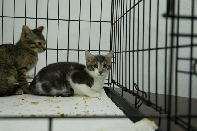 PONK - chaton mâle, né environ en mi-mars 2021 - Clinique de Mircea (Roumanie) - Adopté par Livio (depart13)  23617410