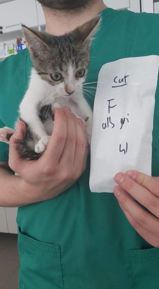 SOOKI (ex LASPALINE) - chaton femelle, née environ en avril 2021 - A la clinique de Lucian (Roumanie) - Adoptée par Maeva (13)  23639510