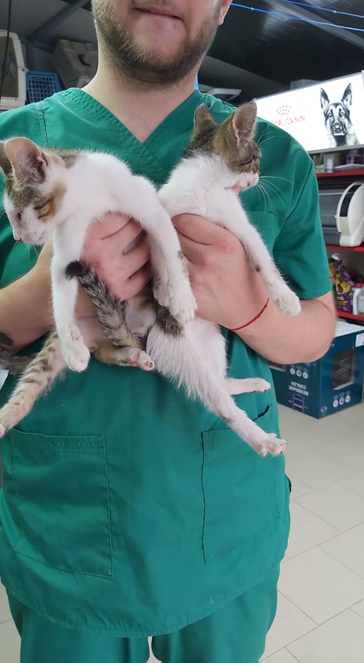 SOOKI (ex LASPALINE) - chaton femelle, née environ en avril 2021 - A la clinique de Lucian (Roumanie) - Adoptée par Maeva (13)  23771111