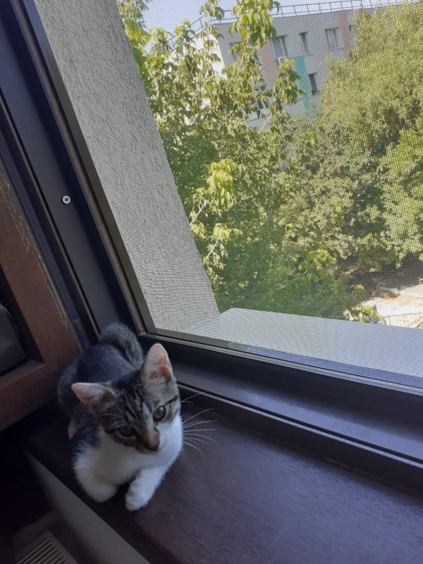 CARLITA - chaton femelle, née environ en mars 2021 - En FA à Bucarest chez Carmina (Roumanie) - ADOPTEE PAR Inès (93)  23977110