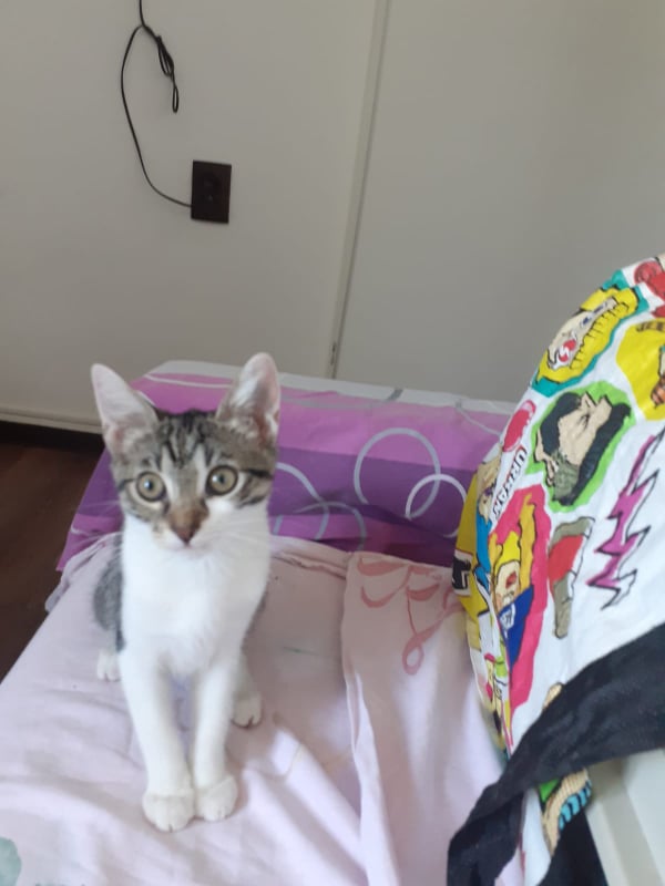 CARLITA - chaton femelle, née environ en mars 2021 - En FA à Bucarest chez Carmina (Roumanie) - ADOPTEE PAR Inès (93)  24005610