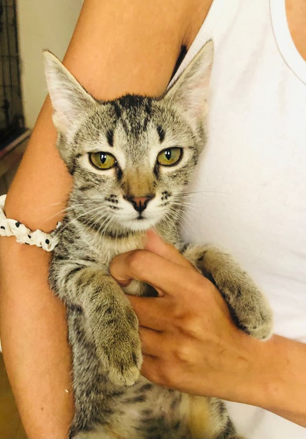 DANY - chaton mâle, né environ en février 2021 - À la clinique de Mircea (Roumanie) - ADOPTE EN ALLEMAGNE  24230010