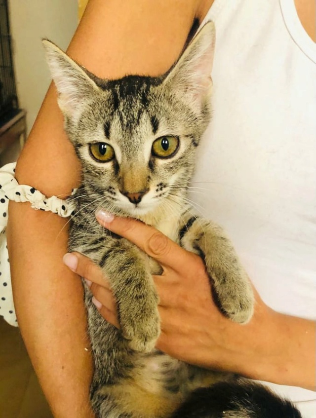 DANY - chaton mâle, né environ en février 2021 - À la clinique de Mircea (Roumanie) - ADOPTE EN ALLEMAGNE  24230610