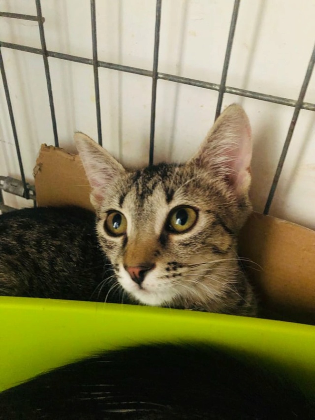 DANY - chaton mâle, né environ en février 2021 - À la clinique de Mircea (Roumanie) - ADOPTE EN ALLEMAGNE  24230810
