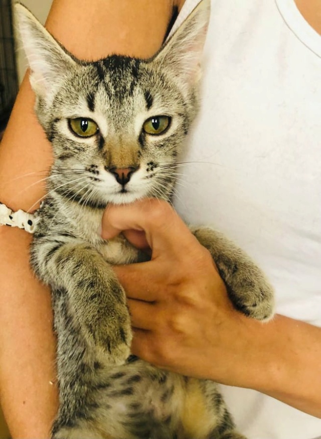 DANY - chaton mâle, né environ en février 2021 - À la clinique de Mircea (Roumanie) - ADOPTE EN ALLEMAGNE  24231410