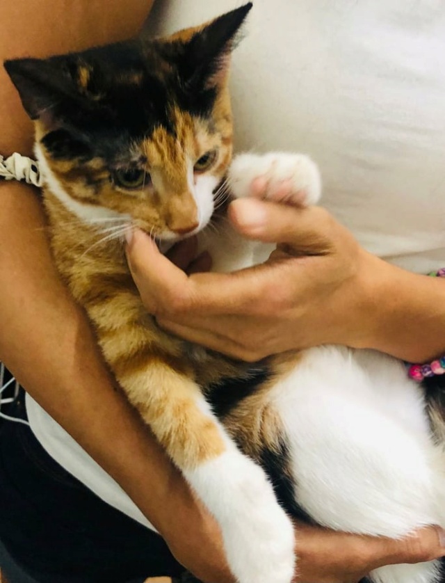CLARA - chaton femelle, née environ en mars 2021 - À la clinique de Mircea (Roumanie) - RESERVEE FA PAR LAURIE (13) - Adoptée par Mathieu (30)  24234410