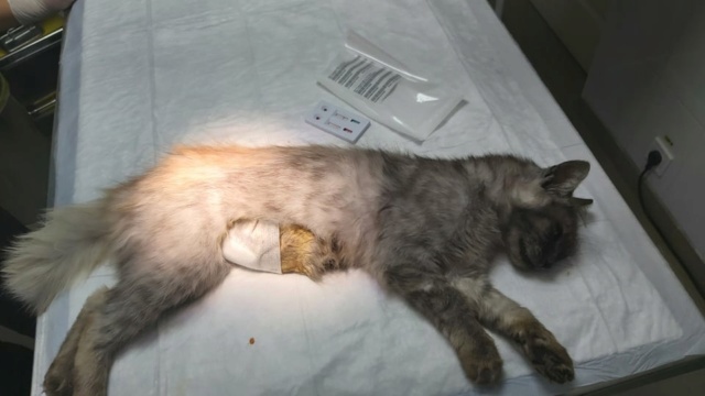 SENCHA (ex WINRY) - chaton femelle, née environ en janvier 2021 - En FA chez Sixtine et Romain (42) - Adoptée par Nathalie (69)  24238212