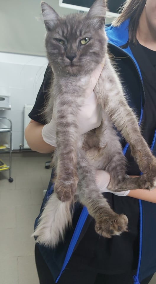 SENCHA (ex WINRY) - chaton femelle, née environ en janvier 2021 - En FA chez Sixtine et Romain (42) - Adoptée par Nathalie (69)  24239210