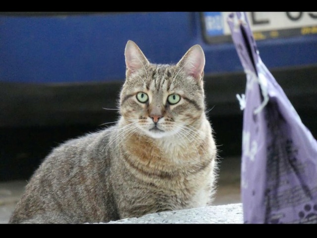 PUMAS - chat mâle, né environ en août 2012 - Chez Carmina (Roumanie) - RESTERA EN ROUMANIE CHEZ SA FA 24268011