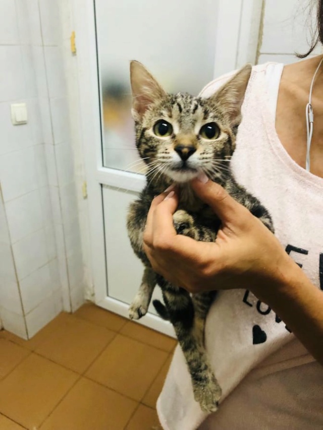SOFI - chaton femelle, née environ en mars 2021 - À la clinique de Mircea (Roumanie) - ADOPTEE EN ALLEMAGNE 24269011