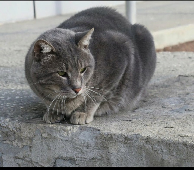 CAPUCINI - chat mâle, né environ en mai 2012 - Chez Carmina (Roumanie) - RESTERA EN ROUMANIE CHEZ SA FA 24269112