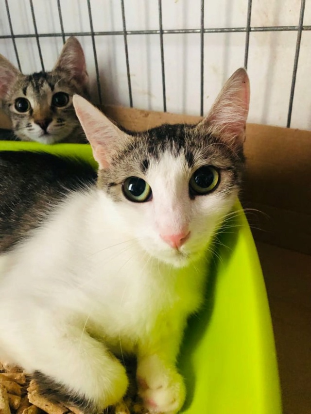 DELIA - chat femelle, née environ en septembre 2019 - À la clinique de Mircea (Roumanie) - ADOPTE EN ALLEMAGNE 24269712