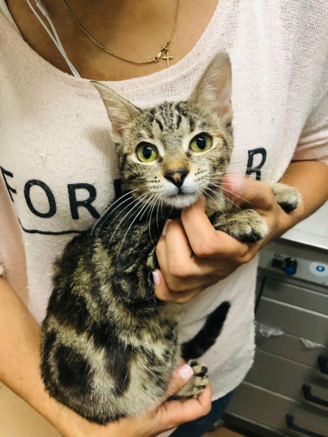 SOFI - chaton femelle, née environ en mars 2021 - À la clinique de Mircea (Roumanie) - ADOPTEE EN ALLEMAGNE 24271510