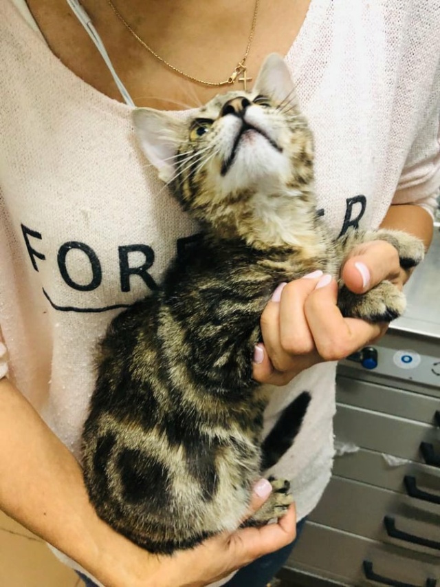 SOFI - chaton femelle, née environ en mars 2021 - À la clinique de Mircea (Roumanie) - ADOPTEE EN ALLEMAGNE 24271812