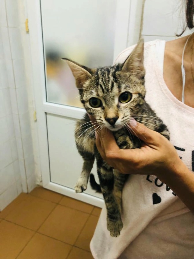SOFI - chaton femelle, née environ en mars 2021 - À la clinique de Mircea (Roumanie) - ADOPTEE EN ALLEMAGNE 24272610