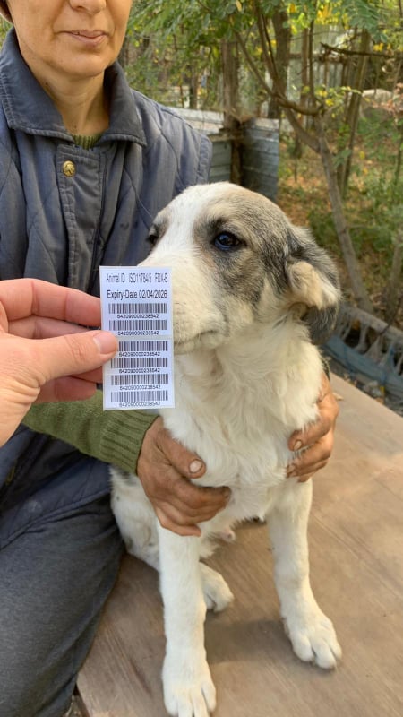 PATAUD - chiot mâle, de taille moyenne à grande à l'âge adulte - né environ en mai 2021 - REMEMBER ME LAND - en FA chez Julie (84) - Adopté par Maurice (13)  24276110