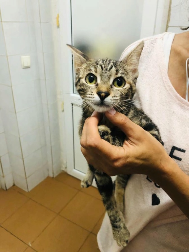 SOFI - chaton femelle, née environ en mars 2021 - À la clinique de Mircea (Roumanie) - ADOPTEE EN ALLEMAGNE 24278310