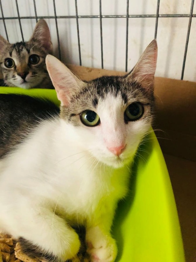 DELIA - chat femelle, née environ en septembre 2019 - À la clinique de Mircea (Roumanie) - ADOPTE EN ALLEMAGNE 24279710