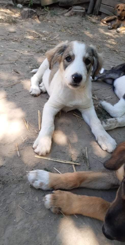  PRINTEMPS (ex AUTOMNE) - chiot femelle, de taille moyenne à grande à l'âge adulte - née environ en mai 2021 - REMEMBER ME LAND - Adoptée par Laura (7500 - Belgique)  24289210