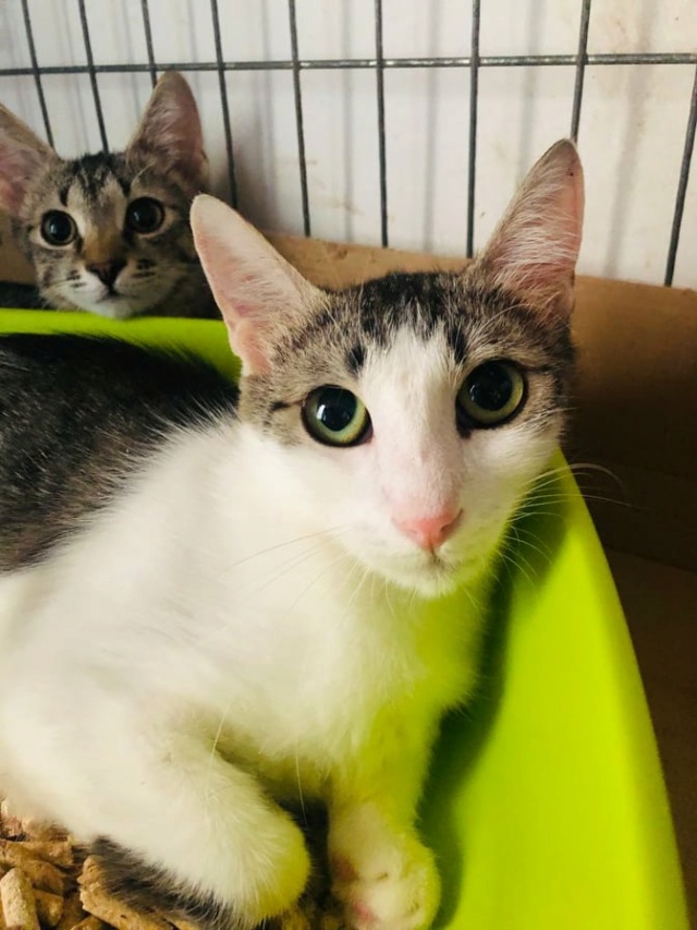 DELIA - chat femelle, née environ en septembre 2019 - À la clinique de Mircea (Roumanie) - ADOPTE EN ALLEMAGNE 24290811
