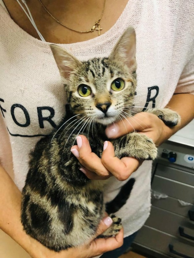 SOFI - chaton femelle, née environ en mars 2021 - À la clinique de Mircea (Roumanie) - ADOPTEE EN ALLEMAGNE 24293110