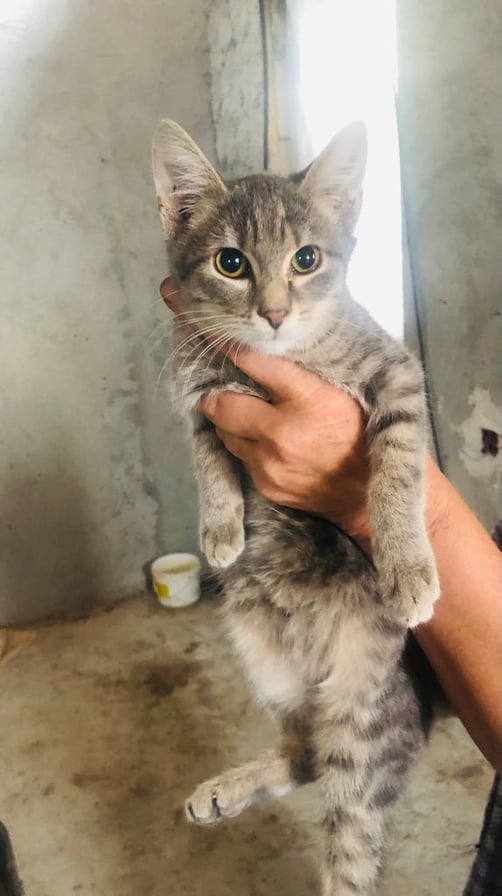 MIKE - chaton mâle aveugle, né environ en mai 2021 - Au refuge de Carmina (Roumanie) - EN FA CHEZ Laurie (13) - Adopté par Malaurie (13)  24297211