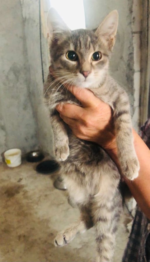 MIKE - chaton mâle aveugle, né environ en mai 2021 - Au refuge de Carmina (Roumanie) - EN FA CHEZ Laurie (13) - Adopté par Malaurie (13)  24333911