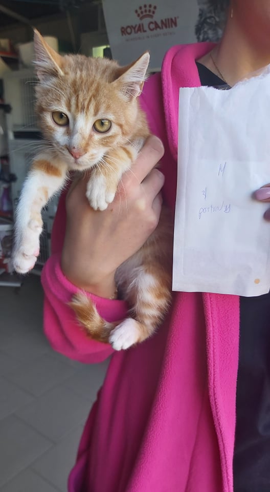 ROUKY - chaton mâle, né environ en juillet 2021 - À la clinique de Lucian (Roumanie) - En FA chez LAURIE (13) - Adopté par Paul (13)  24397810