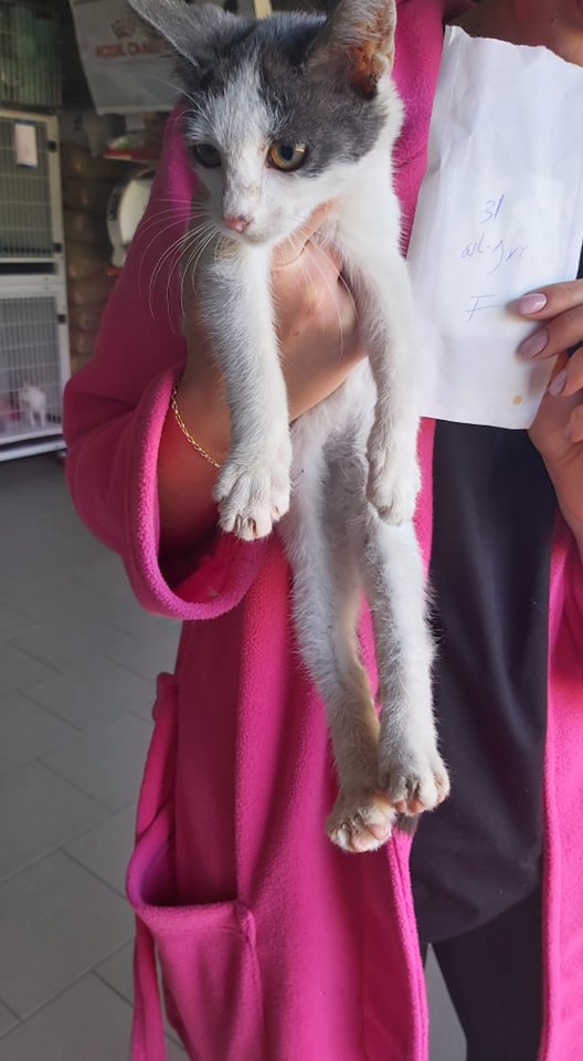 SUSHI (ex COQUINE) - chaton femelle, née environ en juillet 2021 - A la clinique de Lucian (Roumanie) - En FA chez LAURIE (13) - Adoptée par Clara (06)  24433110